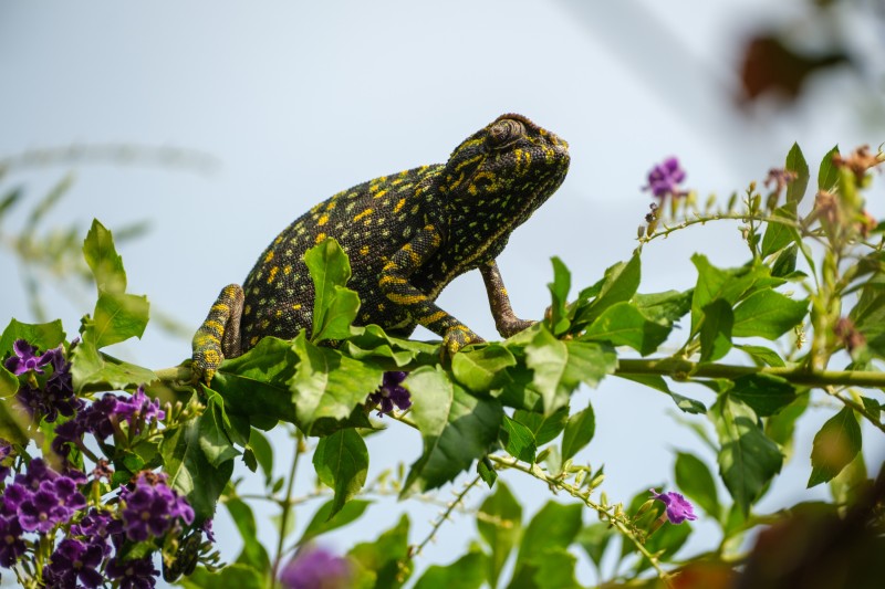 Kameleon - Almuñecar, Spanje - Zomer 25