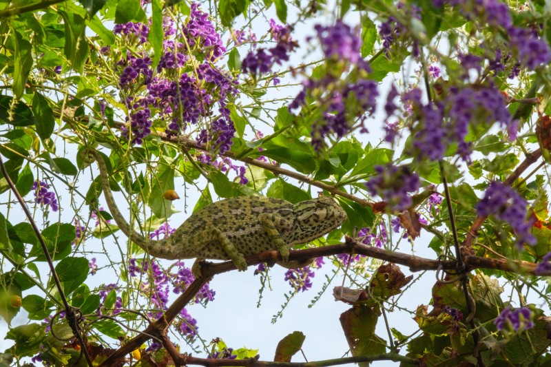 Kameleon - Almuñecar, Spanje - Zomer 25