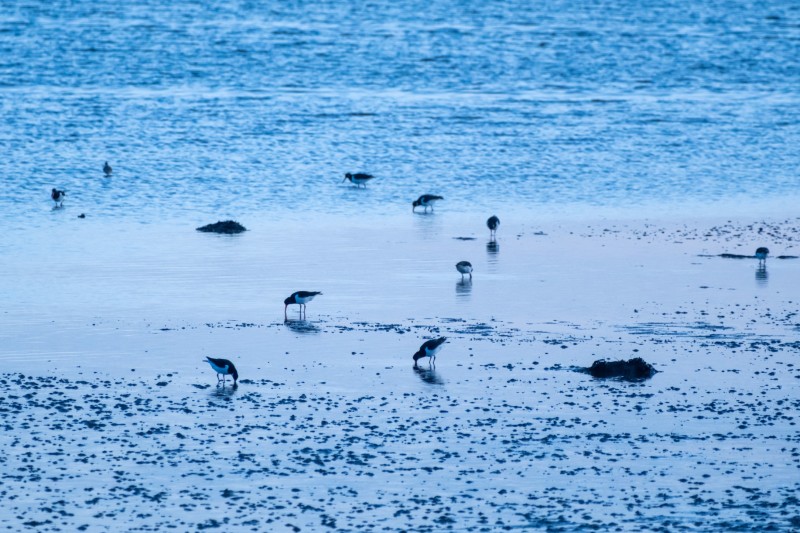 Het wad bij West-Terschelling